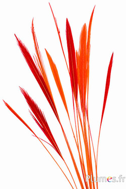 Goudfazant staart - 15-20 cm - oranje-rood